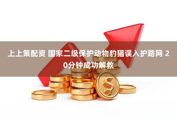 上上策配资 国家二级保护动物豹猫误入护路网 20分钟成功解救