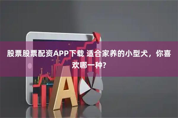 股票股票配资APP下载 适合家养的小型犬，你喜欢哪一种?